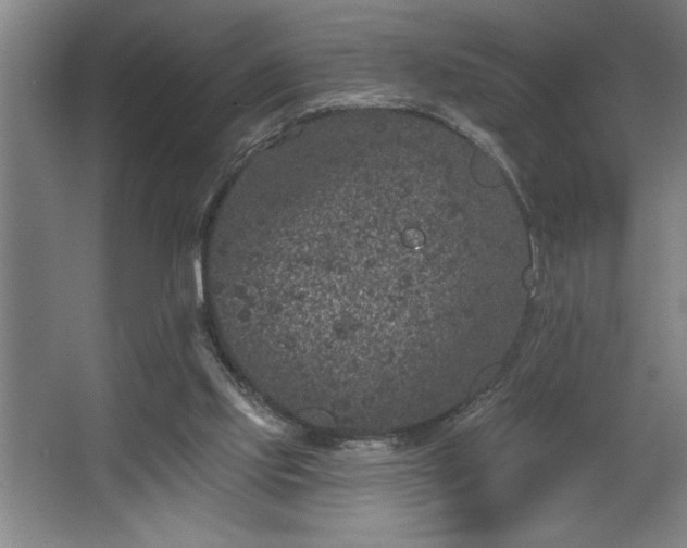 X0000068720061200605010944