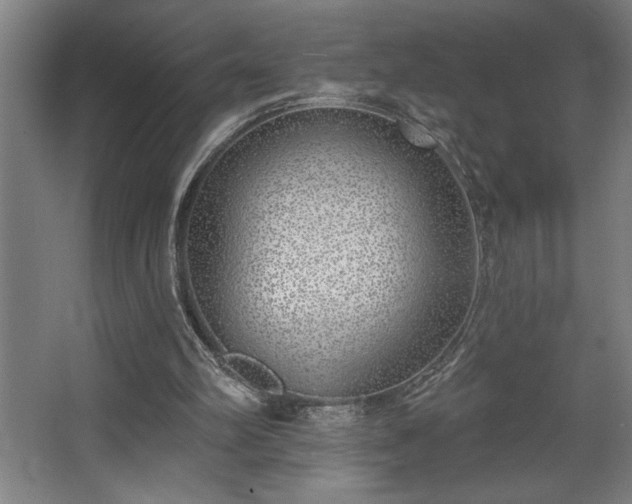 X0000068720102200605010944