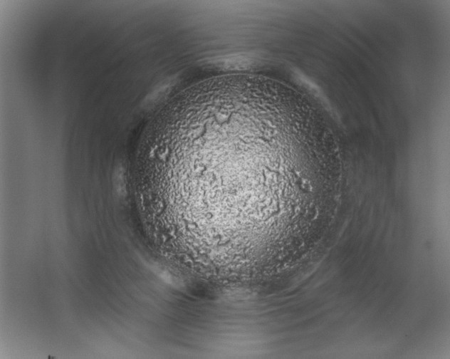 X0000068720161200605010942