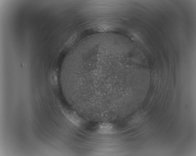 X0000068720214200605010942