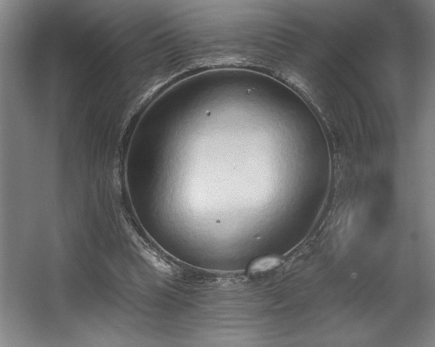 X0000068720345200605010939