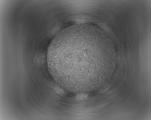 X0000068720369200605010939