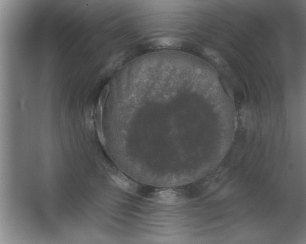 X0000068720423200605010938