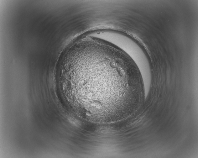 X0000068720487200605010937