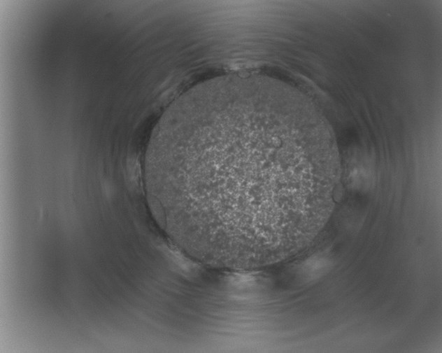 X0000068720523200605010937