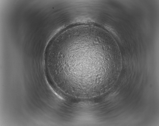 X0000068720630200605010934