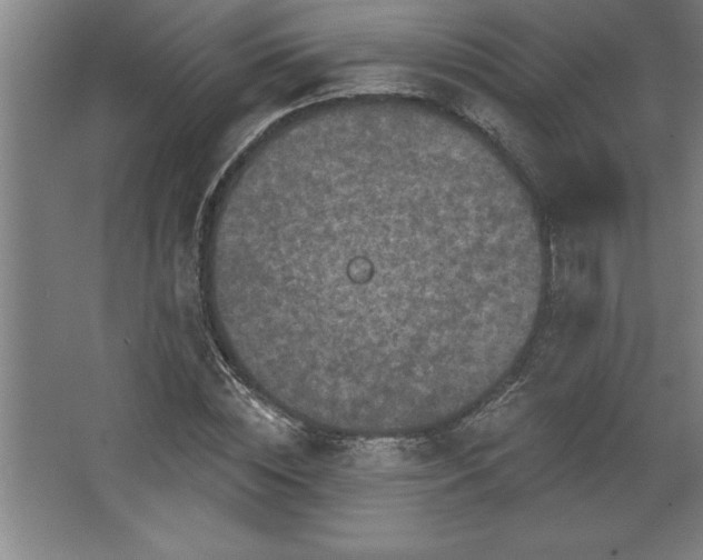 X0000068720828200605010931