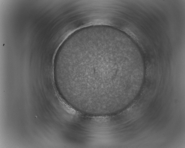 X0000068720836200605010931