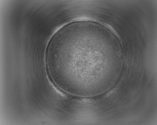 X0000068720839200605010931