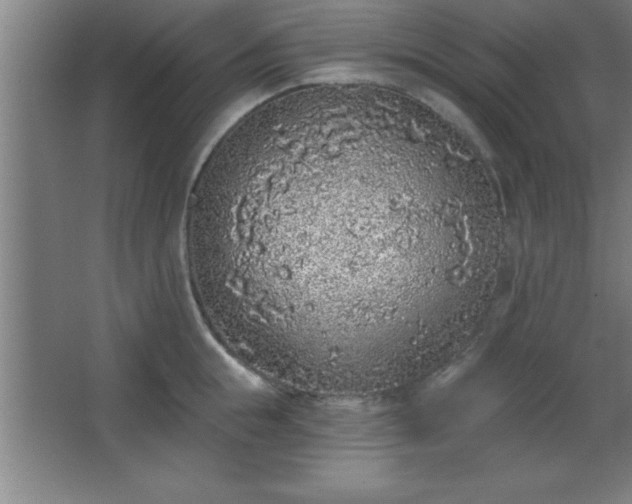 X0000068720855200605010931