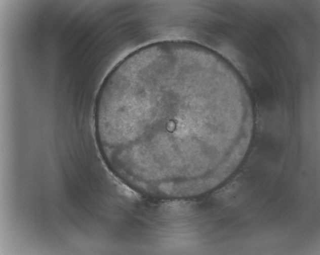 X0000068720950200605010930