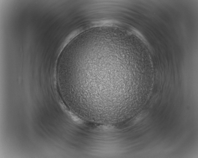 X0000068720994200605010929