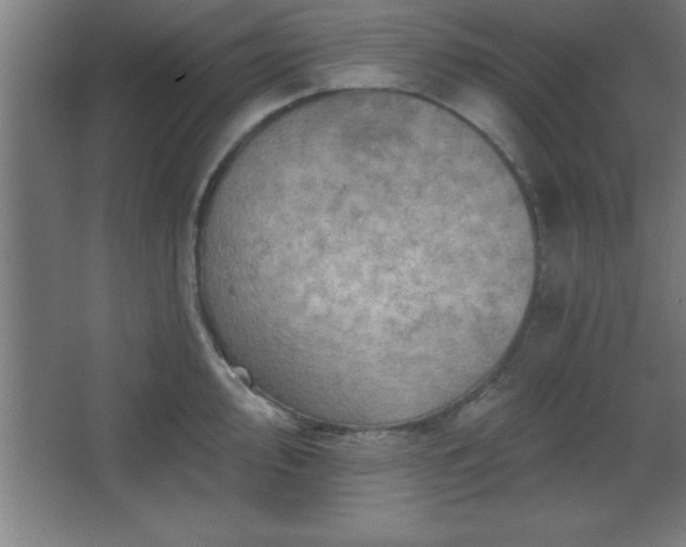 X0000068721000200605010929