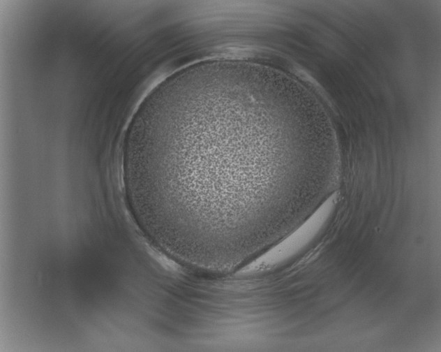 X0000068721083200605010927