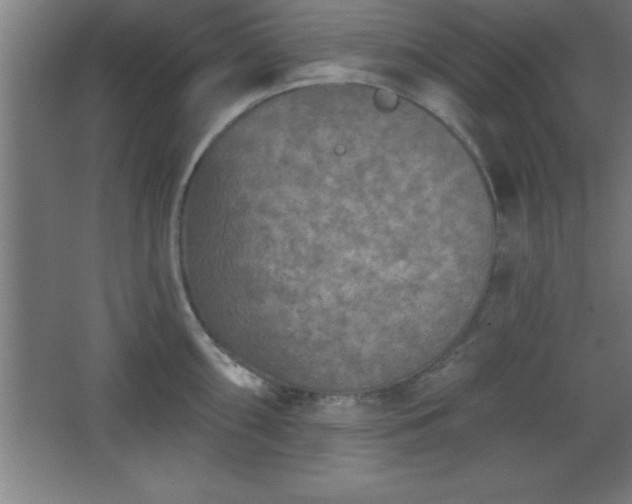 X0000068721098200605010927