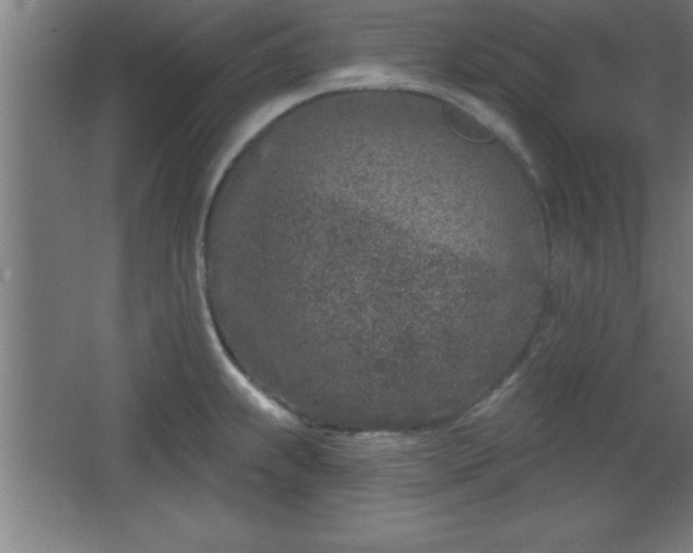 X0000068721239200605010925