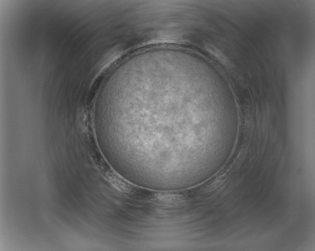 X0000068721258200605010924