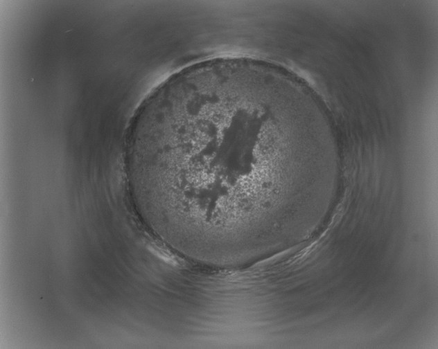 X0000068721263200605010924