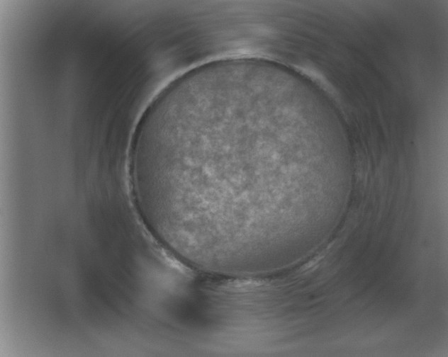 X0000068721278200605010924