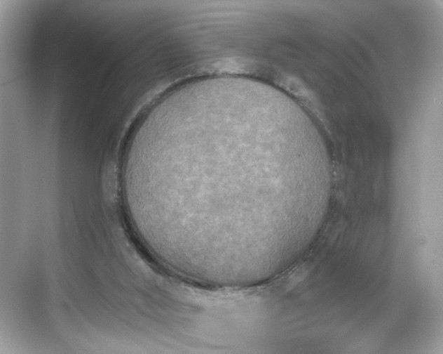 X0000068720012200605051445