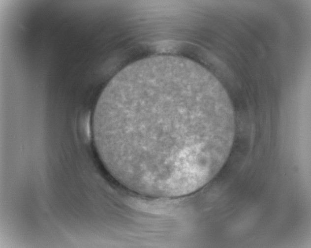 X0000068720028200605051445