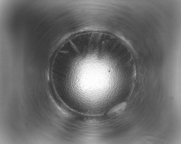 X0000068720062200605051444