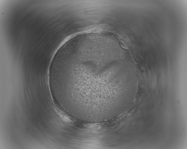 X0000068720100200605051443