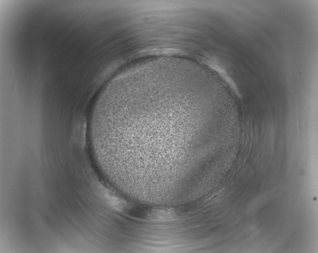 X0000068720110200605051443