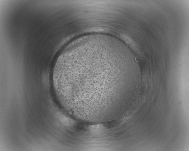 X0000068720112200605051443