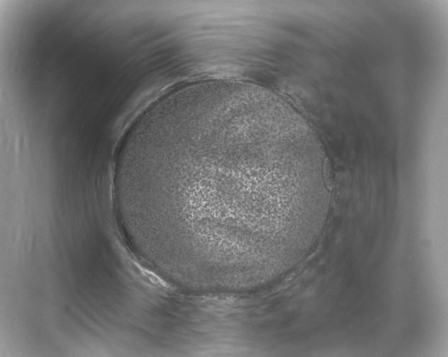 X0000068720194200605051442