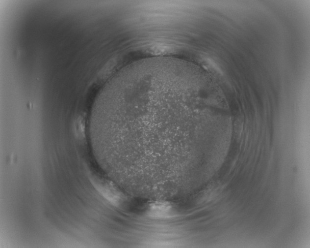 X0000068720214200605051441