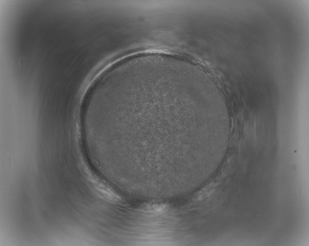 X0000068720247200605051440