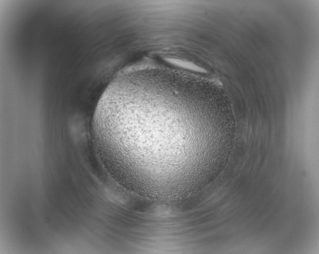 X0000068720272200605051441