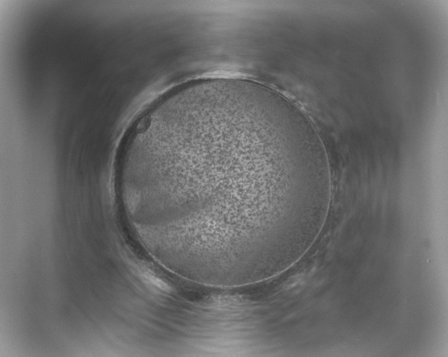 X0000068720296200605051440