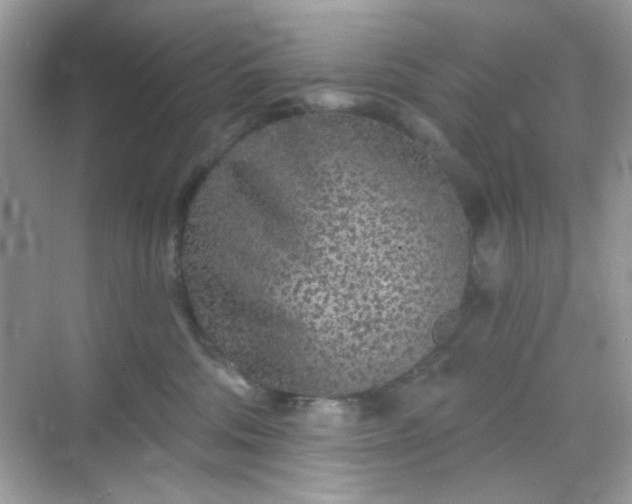 X0000068720330200605051439