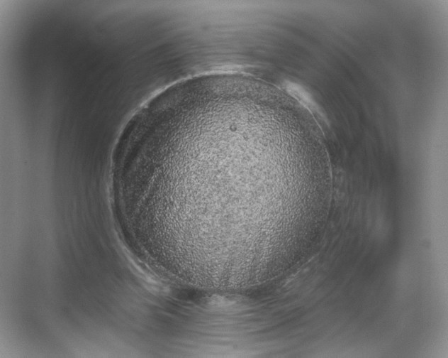 X0000068720346200605051439