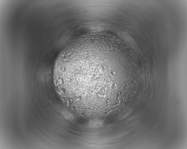 X0000068720369200605051439