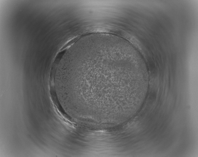 X0000068720386200605051439