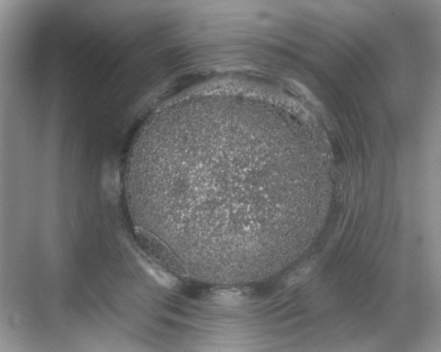 X0000068720405200605051438