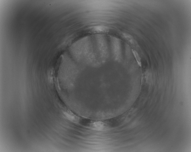 X0000068720423200605051438