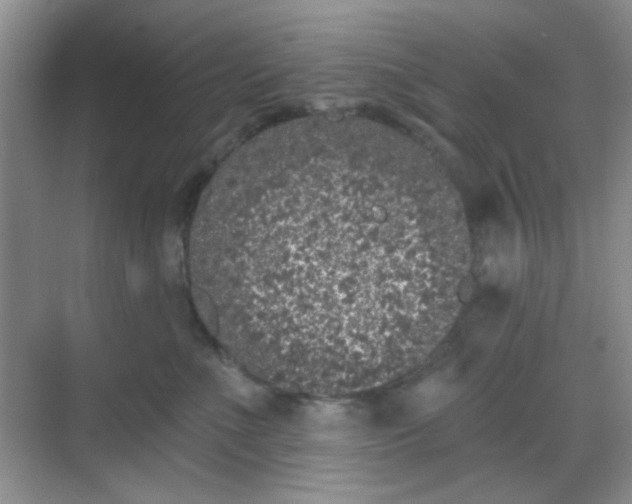 X0000068720523200605051436