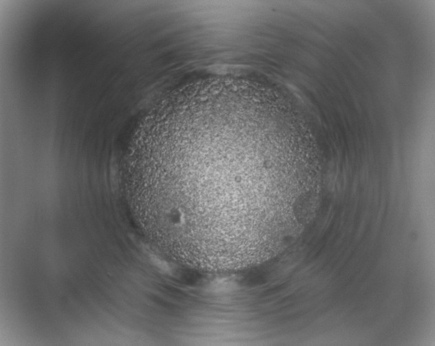 X0000068720569200605051436