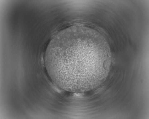 X0000068720573200605051436