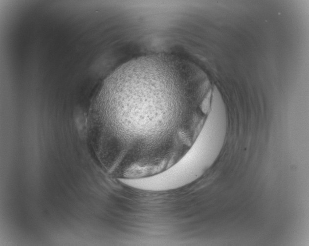 X0000068720624200605051435