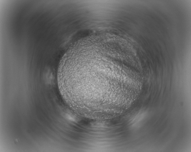 X0000068720661200605051434