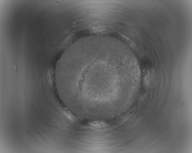 X0000068720712200605051433