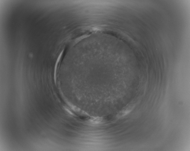 X0000068720720200605051433