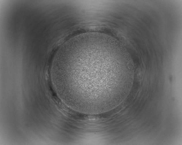 X0000068720746200605051433