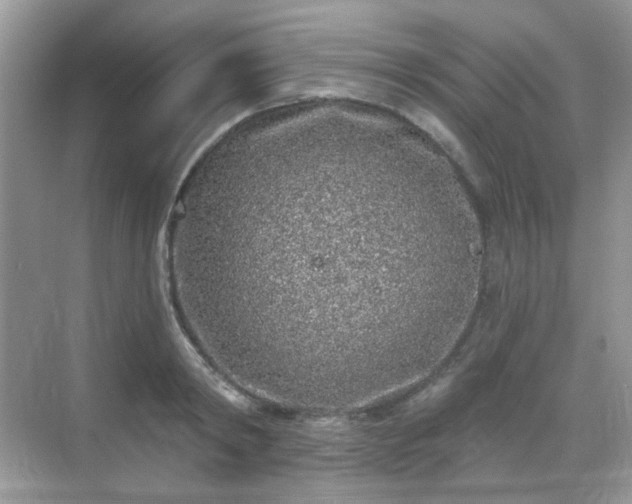 X0000068720798200605051432