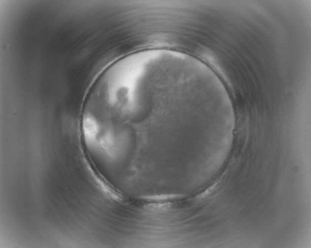 X0000068720810200605051431